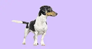 Jack russell terrier looking away