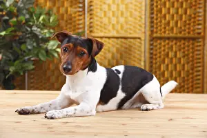 Framed Print : Jack Russell Terrier, male Framed Print : Jack Russell Terrier, male