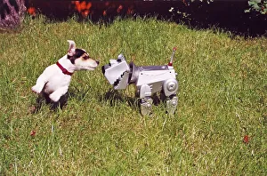 Jack Russell Terrier plays with robot dog
