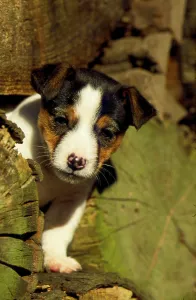 Jack Russell Terrier, puppy, 6 weeks old, male