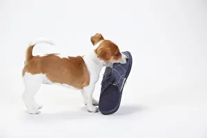 Jack Russell Terrier, Puppy, 9 weeks