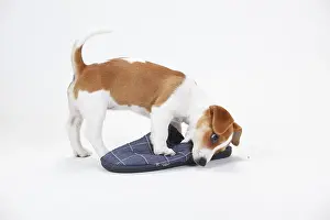 Jack Russell Terrier, Puppy, 9 weeks