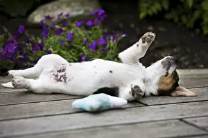 Jack Russell Terrier, puppy lying on its back