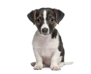 Jack russell terrier puppy sitting on white background looking directly at camera