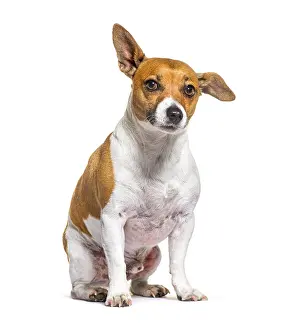 Jack russell terrier sitting in front