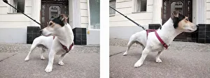 Jack Russell Terrier walking, Berlin