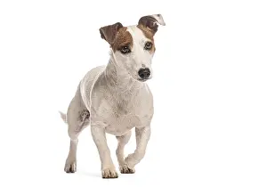 Jack russell terrier walking and looking away from camera