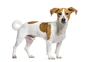 Jack Russell Terrier in front of white background