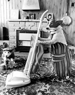 Jack Russell vacuuming, England, Great Britain