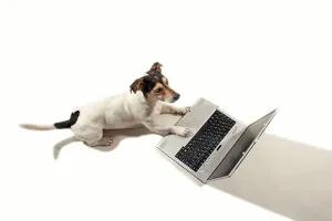 Jack Russell working on a notebook