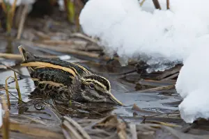 Jack Snipe (Lymnocryptes minimus)