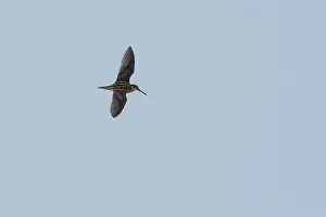 Jack Snipe (Lymnocryptes minimus) flying