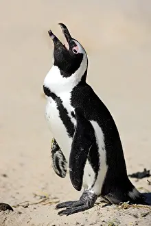Jackass Penguin, Black-footed Penguin or African Penguin (Spheniscus demersus)