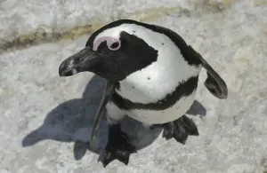 Jackass Penguin (Spheniscus demersus)