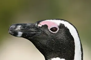 Jackass Penguin (Spheniscus demersus)