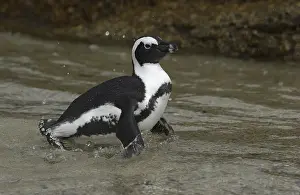 Jackass Penguin (Spheniscus demersus)