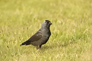 Jackdaw (Corvus monedula)