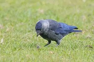 Jackdaw (Corvus monedula), adult bird foraging in a meadow