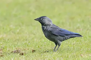 Jackdaw (Corvus monedula), adult bird foraging in a meadow