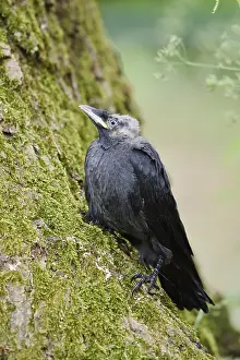 Jackdaw (Corvus monedula, Coloeus monedula)