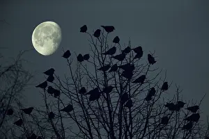 Jackdaw (Corvus monedula) flock