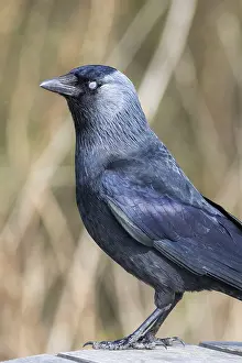 Jackdaw (Corvus monedula) showing closed nictitating membrane