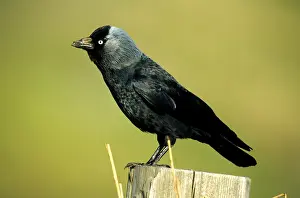 Jackdaw (Corvus monedula) sitting on a pole
