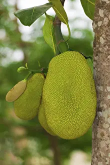 Jackfruit (Artocarpus heterophyllus)