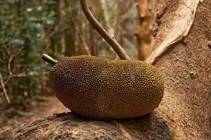The jackfruit (Artocarpus heterophyllus)