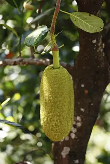 Jackfruit hanging on tree, Jackfruit tree