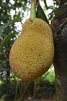 Jackfruit tree (Artocarpus heterophyllus)