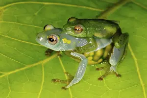 Jackie's Reed Frog (Hyperolius jackie) adult pair