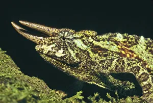 Jackson's Chameleon or Three-horned Chameleon (Chamaeleo jacksonii)