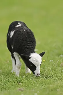 Jacob sheep (Ovis ammon f. aries)