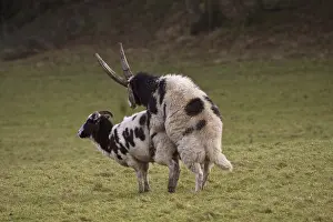 Jacob sheep, purebred, pets, ungulates