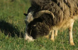 Jacob Sheepshead, close up, eating grass
