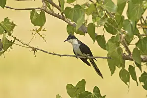 Jacobin cuckoo (Clamator jacobinus) adult