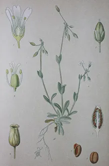 Jagged chickweed (Holosteum umbellatum)