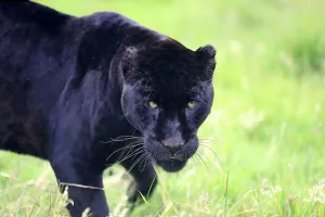 Jaguar (Panthera onca), Black Panther