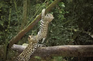 Jaguar (panthera onca), Cub playing on Branch