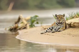 Jaguar (Panthera onca), lying in the sand on the bank