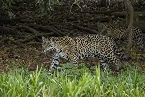 Jaguar (Panthera onca), mother and child