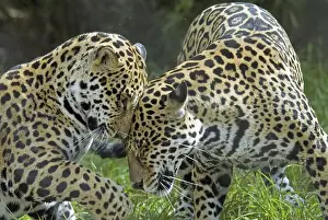 Jaguar (Panthera onca), two playing, rubbing heads