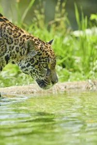 Jaguar (Panthera onca) portrait
