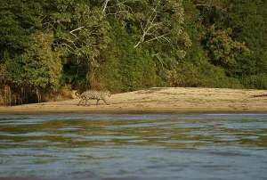 Framed Print : Jaguar (Panthera onca) runs on the riverbank in front of dense rainforest Framed Print : Jaguar (Panthera onca) runs on the riverbank in front of dense rainforest