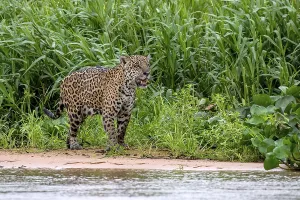 Jaguar (Panthera Onca), stalks in the shore area