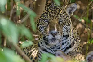 A jaguar in the shade with intense eyes