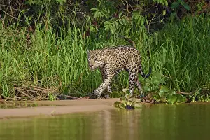 A jaguar strides attentively along the sandy edge of a jungle river