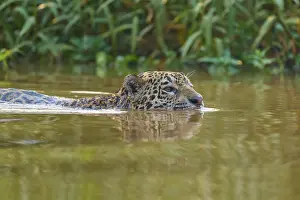 The jaguar swims in the river, its head protruding from the water