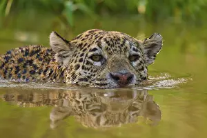 A jaguar swims through the water with an intense gaze